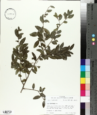 Ilex vomitoria image