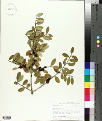 Ilex vomitoria image