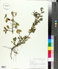 Ilex vomitoria image