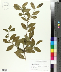 Ilex vomitoria image