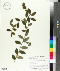 Ilex vomitoria image