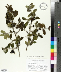 Ilex vomitoria image