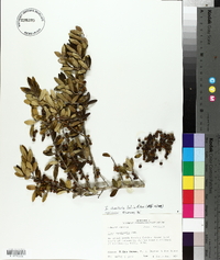 Ilex vomitoria image