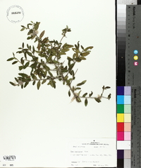 Ilex vomitoria image