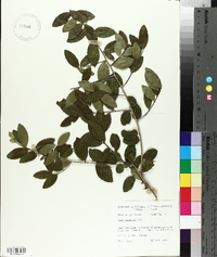 Ilex vomitoria image