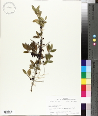 Ilex vomitoria image