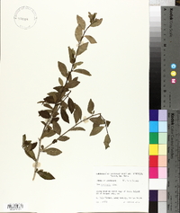 Ilex vomitoria image