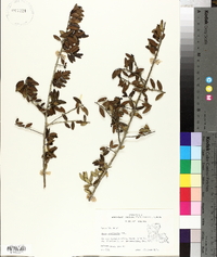 Ilex vomitoria image