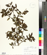 Ilex vomitoria image