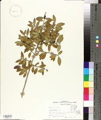 Ilex vomitoria image