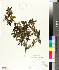 Ilex vomitoria image