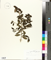 Ilex vomitoria image