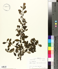 Ilex vomitoria image