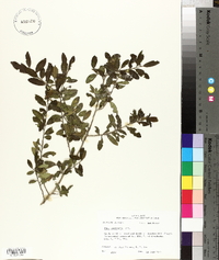 Ilex vomitoria image