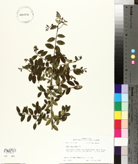 Ilex vomitoria image