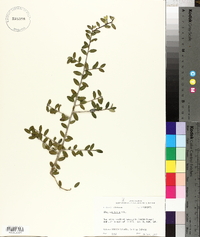 Ilex vomitoria image