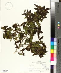 Ilex vomitoria image