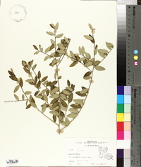 Ilex vomitoria image