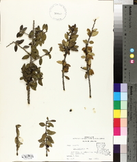 Ilex vomitoria image