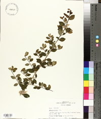 Ilex vomitoria image