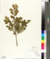 Ilex vomitoria image