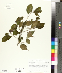 Ilex decidua var. decidua image