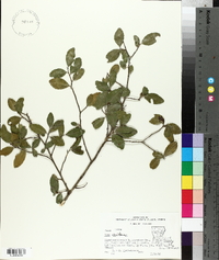 Ilex vomitoria image