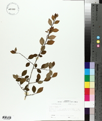 Ilex vomitoria image