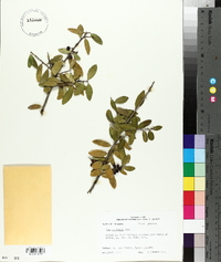 Ilex vomitoria image