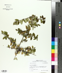 Ilex vomitoria image