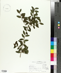 Ilex vomitoria image