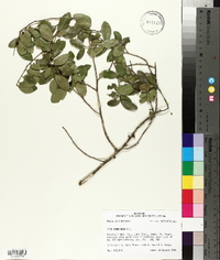 Ilex vomitoria image