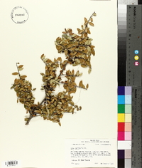 Ilex vomitoria image