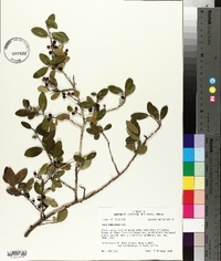 Ilex vomitoria image