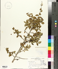 Ilex vomitoria image