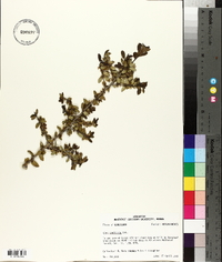 Ilex vomitoria image