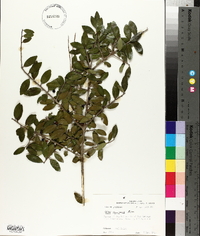 Ilex vomitoria image