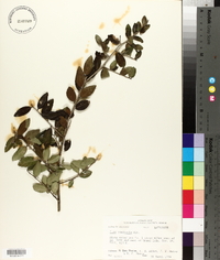 Ilex vomitoria image