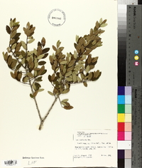 Ilex vomitoria image