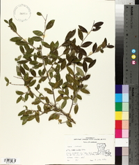 Ilex vomitoria image