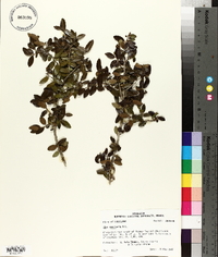 Ilex vomitoria image
