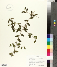 Ilex vomitoria image