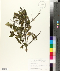 Ilex vomitoria image