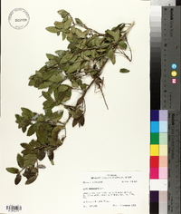 Ilex vomitoria image