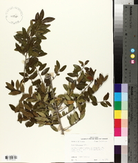 Ilex vomitoria image