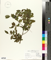 Ilex vomitoria image