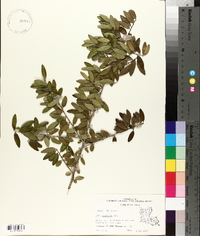 Ilex vomitoria image