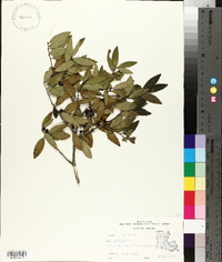 Ilex vomitoria image