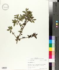 Ilex vomitoria image