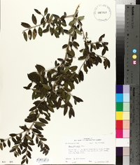 Ilex vomitoria image